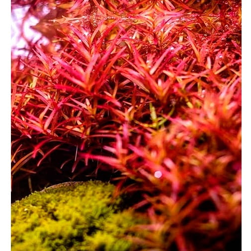 Rotala h'ra rarytas koszyk xxl roślina do akwarium